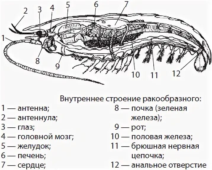 Зеленая железа у ракообразных. Зеленая железа у ракообразных