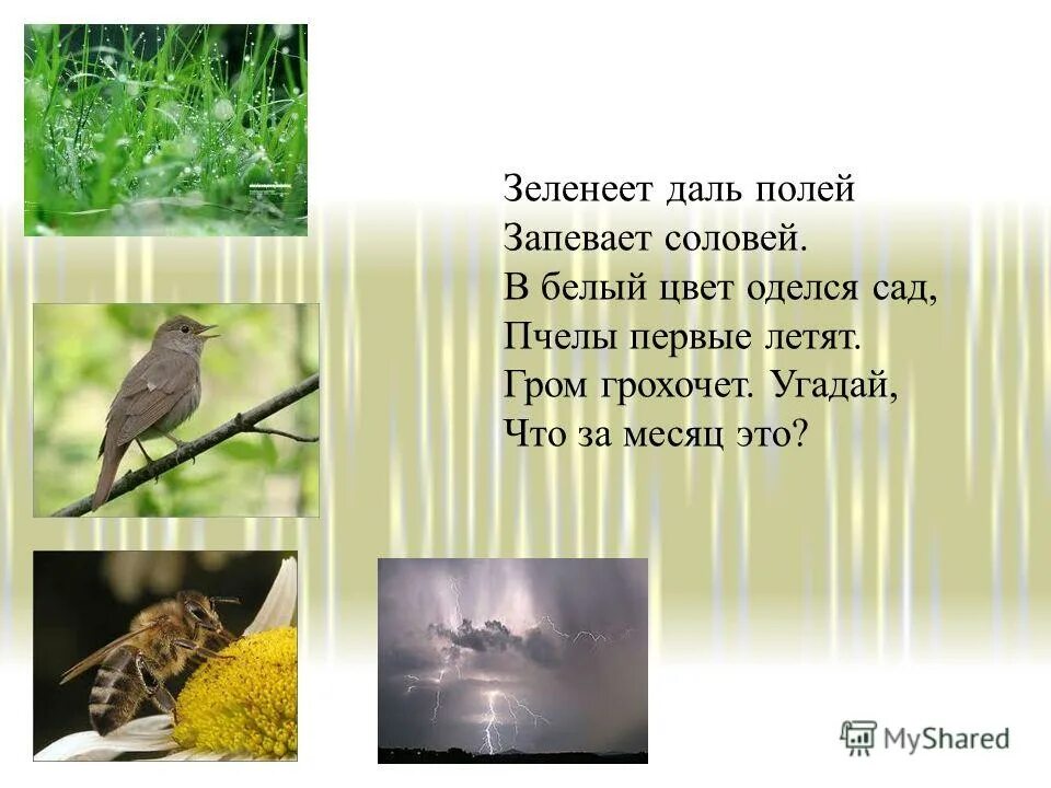 соловей соловушка. соловей запел так дивно что. песня запевала соловей. зеленеет даль полей запевает соловей в белый цвет оделся сад.