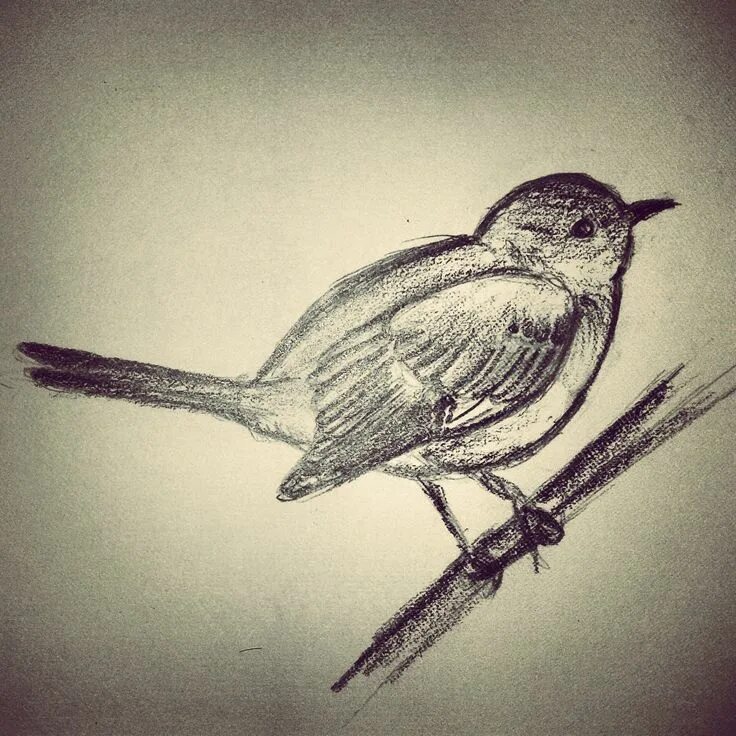 Дрозд пересмешник. Птицы простым карандашом. Птица скетч. Эскиз птицы пересмешник.
