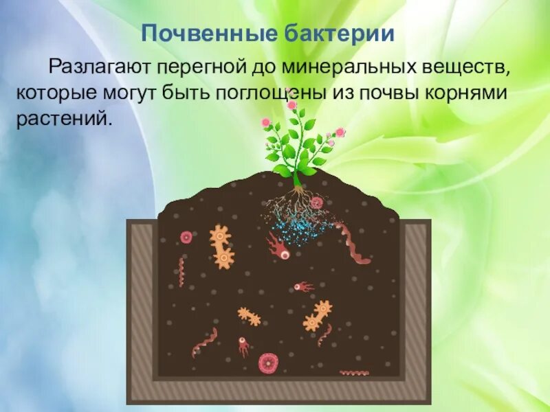 Почвенные бактерии. Бактерии в почве. Почвенные микроорганизмы. Микроорганизмы в почве.