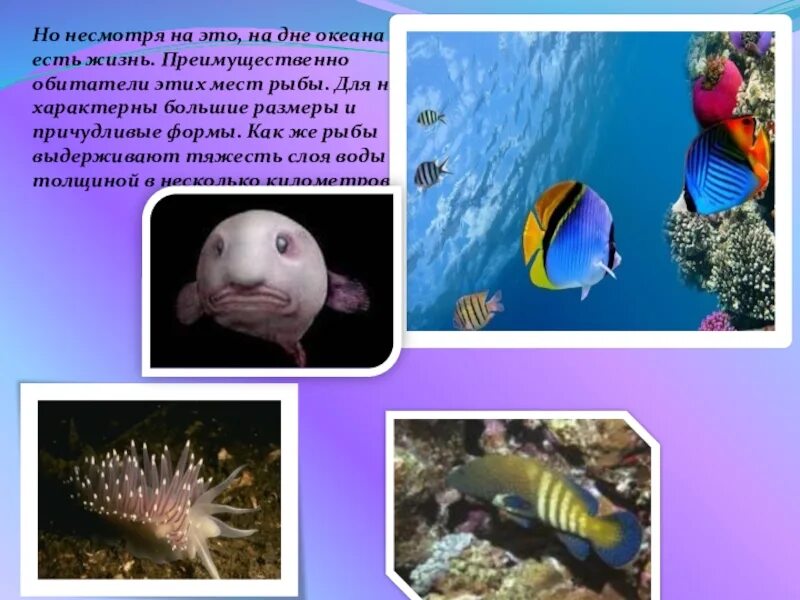 На дне 5 океанов. Презентация на тему подводный мир. Морские обитатели презентация. Обитатели океана презентация. Морские обитатели живущие на дне.