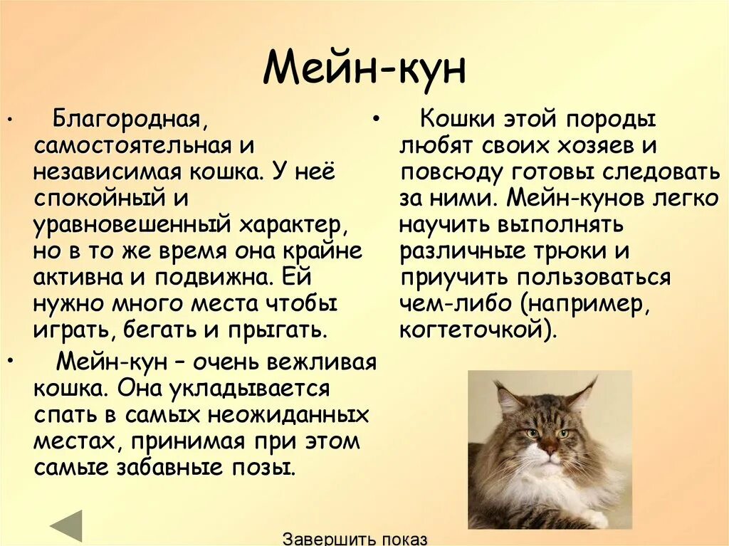 Особенности кошек мейн кун. Кошки породы Мейн кун описание. Рассказ о породе кошек Мейн кун. Порода кошек Мейн кун доклад. Кошки Мейн куны характеристики.