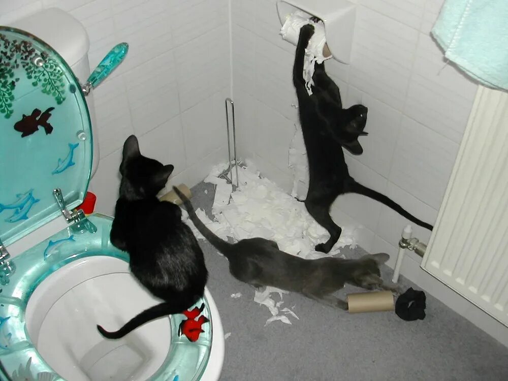 Не трогай не воняет. Туалет для кошек. Котята хулиганят. Кошка безобразничает. Коты в туалете.