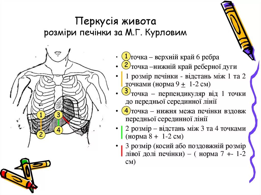 Границы печени линии. Перкуссия печени границы в норме. Перкуссия печени методом Курлова. Нижний край печени в норме перкуссия. Границы печени при перкуссии таблица.