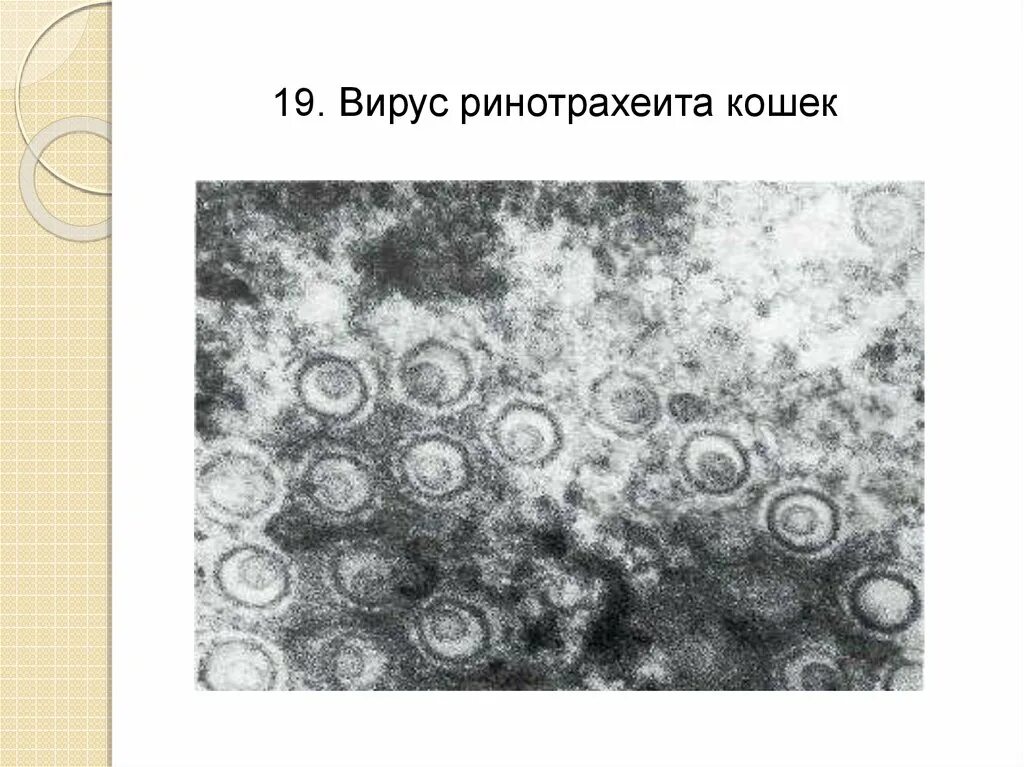 Инфекционный ринотрахеит скота. Вирус ринотрахеита кошек. Вирус инфекционного ринотрахеита КРС. Инфекционный ринотрахеит кошек. Возбудитель ринотрахеита кошек.