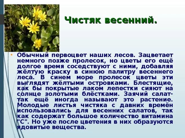 Тест весеннее пробуждение растений 2 класс. Первоцвет Чистяк весенний. Чистяк растение. Чистяк весенний интересные факты. Чистяк весенний листья.