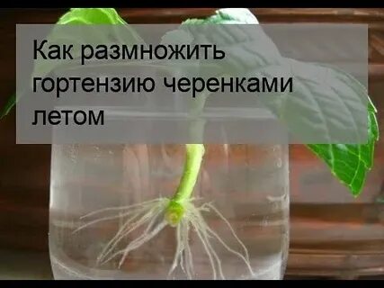 Укоренение черенков гортензии в воде