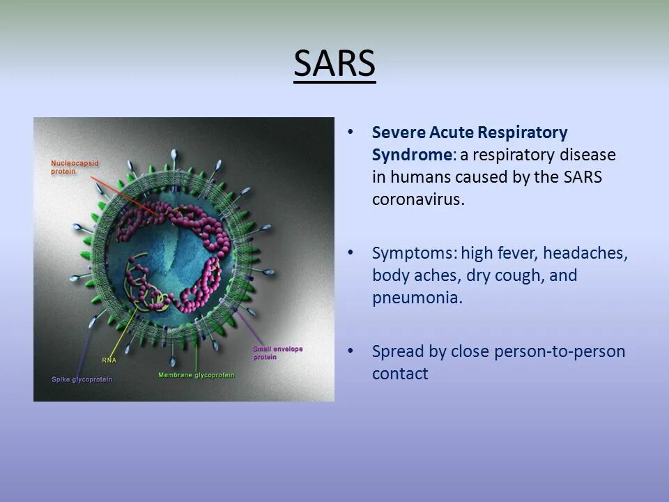 Коронавирус. Коронавирус строение. Коронавирус презентация. Коронавирус возбудитель. Коронавирус человека sars