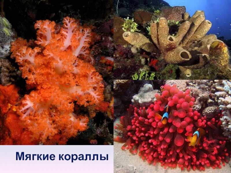 Coral 7. Шестилучевые коралловые полипы. Коралловые полипы Ордовик. Коралловые полипы альционарии. Коралловый полип 7.