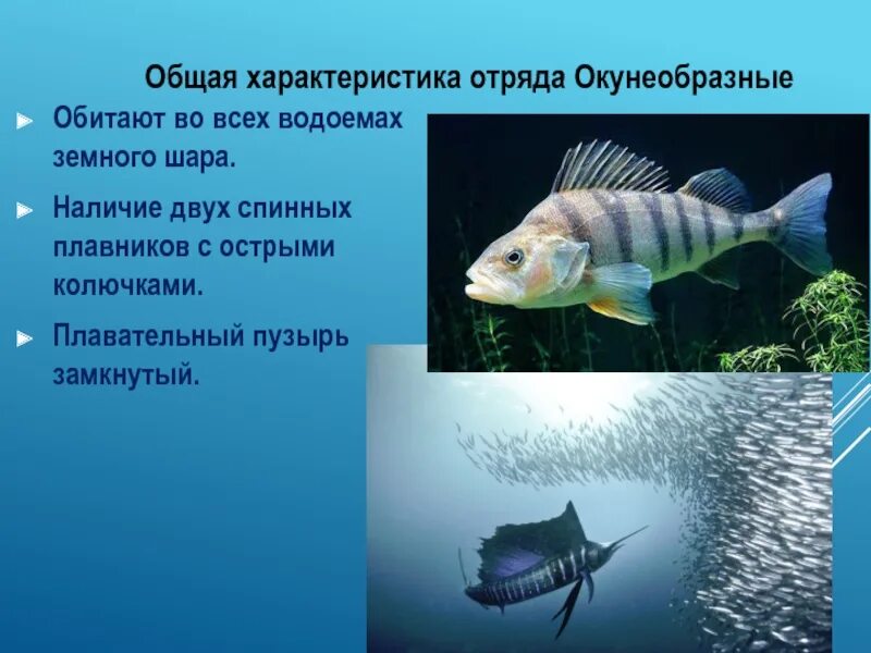 Окунеобразные рыбы представители. Отряд окунеобразные среда обитания. отряд окунеобразные размножение. костные рыбы окунеобразные. костные рыбы окунеобразные представители.