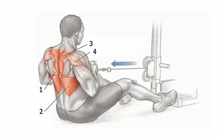 Упражнения на нижнюю спину. Упражнения на ромбовидные мышцы спины. Тяга Нижнего блока анатомия. Тяга Нижнего блока мышцы. Тяга блока сидя мышцы.