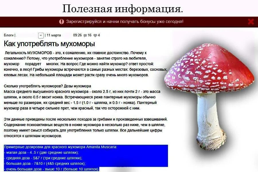 Сколько можно пить гриб. Мухомор пантерный шляпки. Мухомор красный Amanita muscaria в капсулах. Мухомор пантерный ножка. Мухоморы употребление.