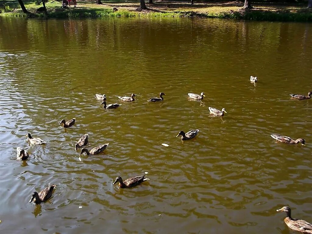 Кряква anas platyrhynchos. Кряква anas platyrhynchos. Дикие утки смоленщины. Дикие утки подмосковья породы. Утка в краснодарском крае.
