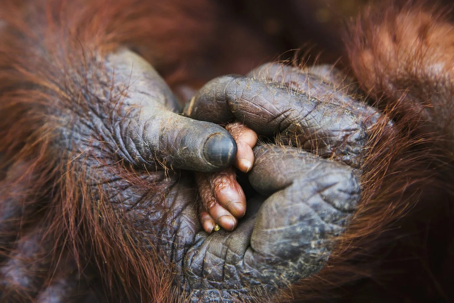 Ногти обезьяны. Лапа орангутана. Лапа обезьяны. Рука обезьяны.