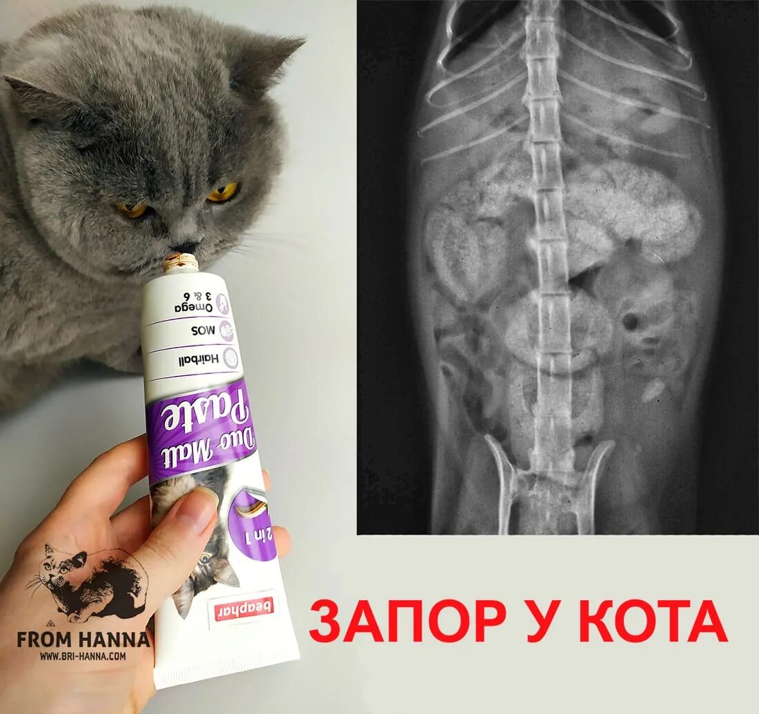 Можно кошкам давать слабительное. Слабительноетдля кота. Запор у кошки лекарства. Слабительное для кошек при запоре. Таблетки от запора для котов.