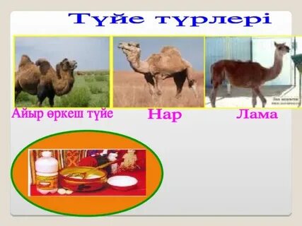 Секс туралы анимациялық GIF