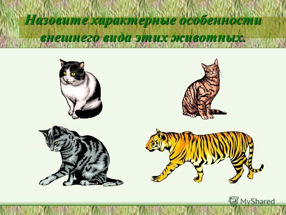 внешние особенности животных. внешние особенности животных. внешнее строение мелкопитаю. органы чувств млекопитающих. отличительные признаки животных.