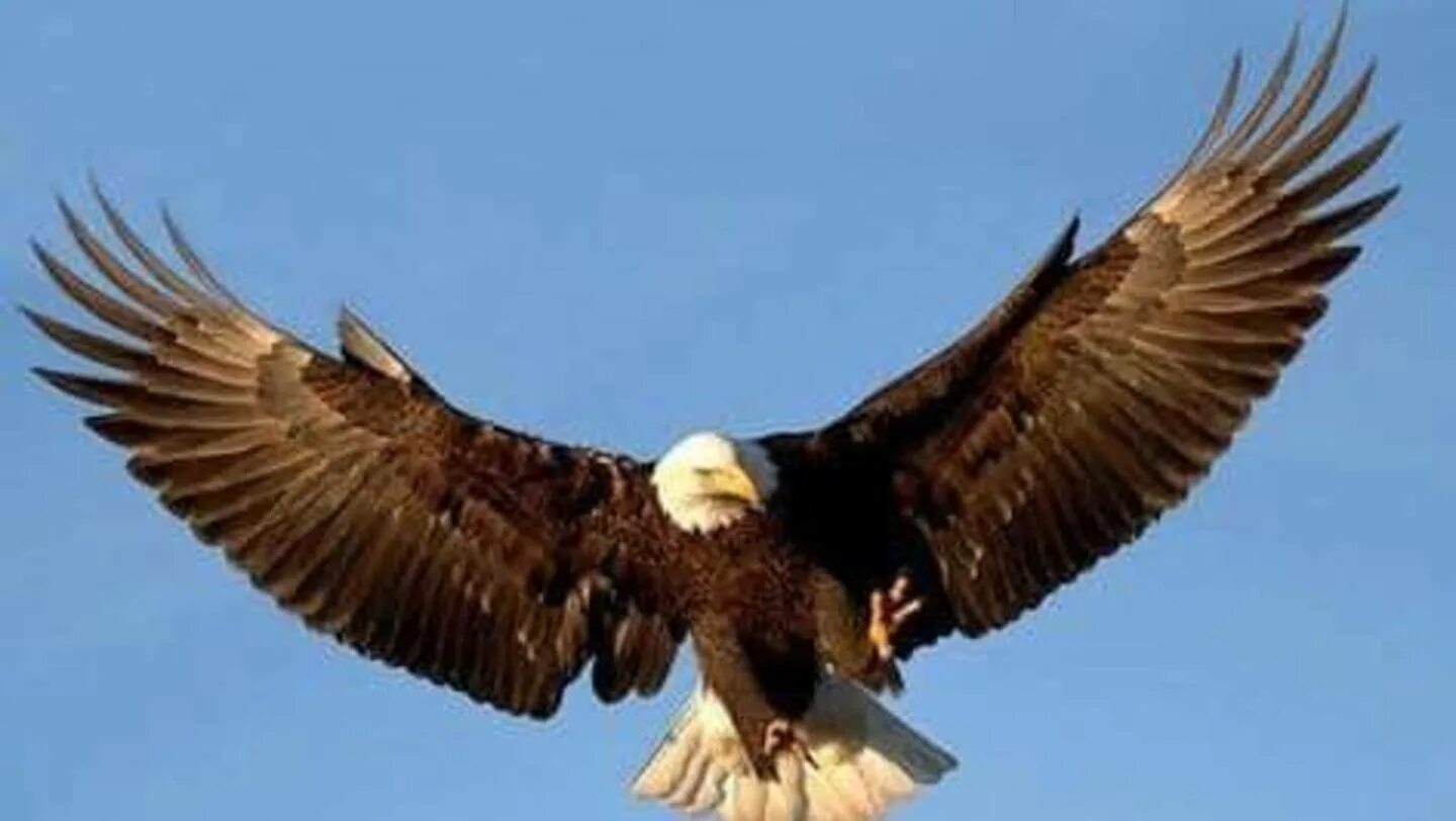 Eagle. Большие птицы. Птица с большими крыльями. Белоголовый Орлан в полете.