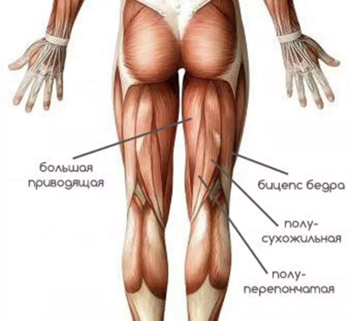 Мышцы задней поверхности бедра. Мышцы задней поверхности бедра анатомия. Двуглавая мышца бедра анатомия. Мышцы ног анатомия задняя часть. Ляжки или ляшки у человека