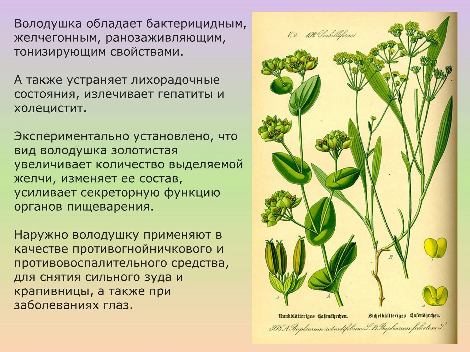 Володушка золотистая лечебные. Володушка цветок. Володушка золотистая трава. Володушка двустебельная. Володушка Мартьянова.