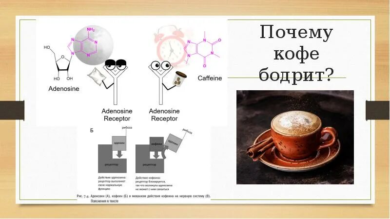 Почему кофе он. Почему кофе бодрит. как кофе бодрит. кофе тонизирует. кофеин бодрит.