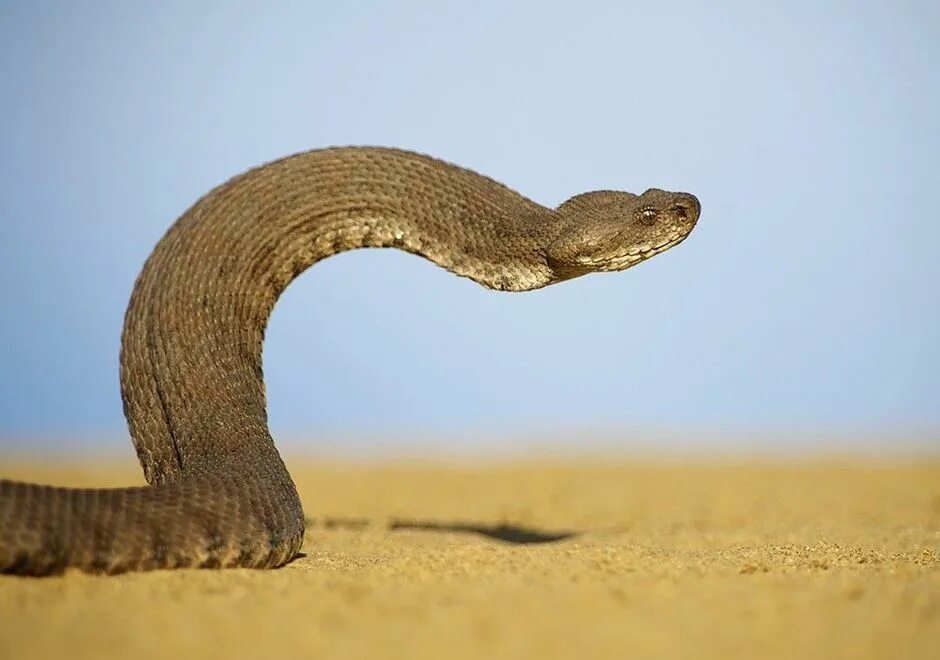 Пустынная гадюка земляная змея. Гюрза змея в Дагестане. Гадюка Кобра Гюрза. Ядовитая змея Гюрза. Среднеазиатская Гюрза.