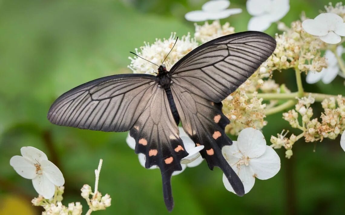 Лепидоптеролог. Алкиной (Atrophaneura Alcinous). Бабочка парусник Алкиной. Парусник Алкиной. Парусник Алкиной бабочка Махаон.