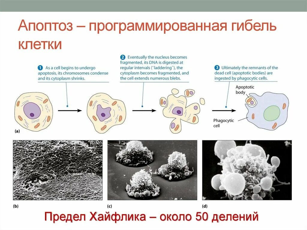 Апоптоз механизм патофизиология. Смерть клетки апоптоз. Стадии гибели клеток. Программируемая клеточная гибель апоптоз.