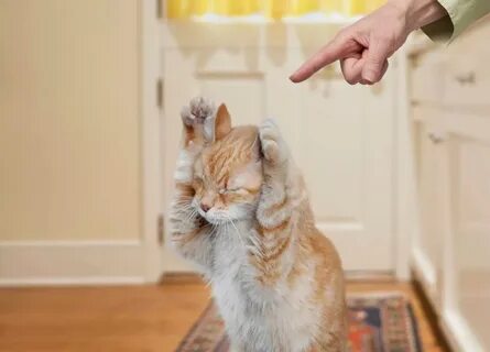 Воспитание котенка