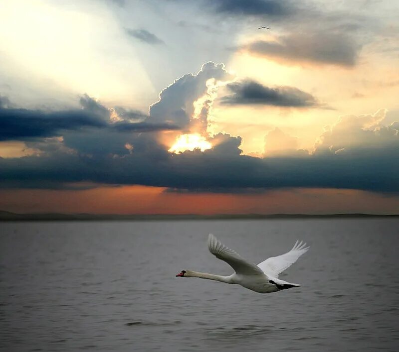 Белая птица новое чудо сюжет. Птицы в небе. Лебедь в полете. Полет лебедя. Белая птица над морем.