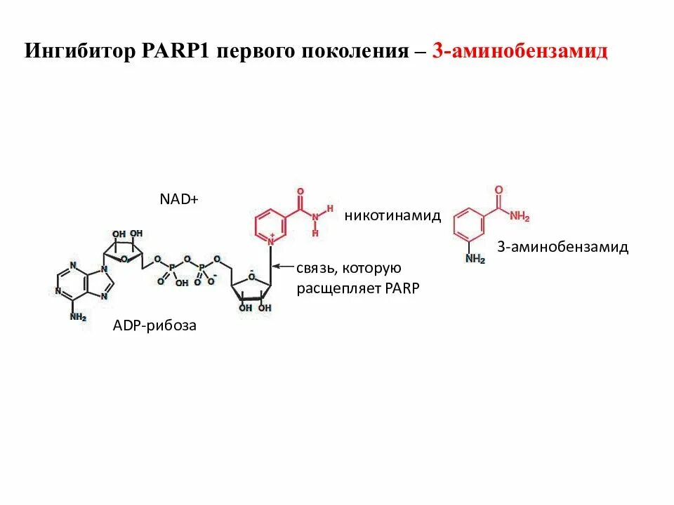 PARP ингибиторы. Аминобензамид. Механизм действия PARP-ингибиторов. Ингибиторы PARP препараты. Ингибиторы рака