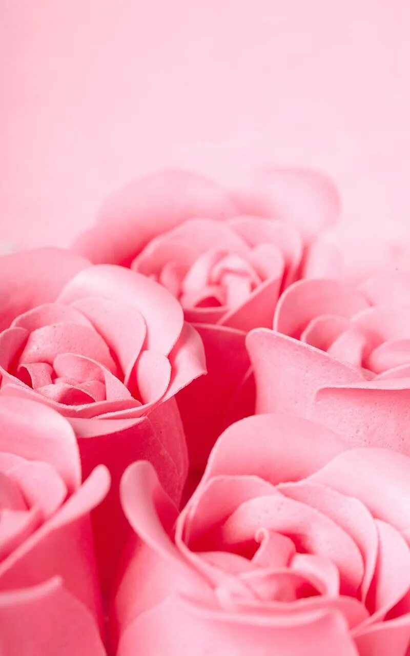 Живые обои розовые. Розы фон. Розовые розы. Розовые розы фон.