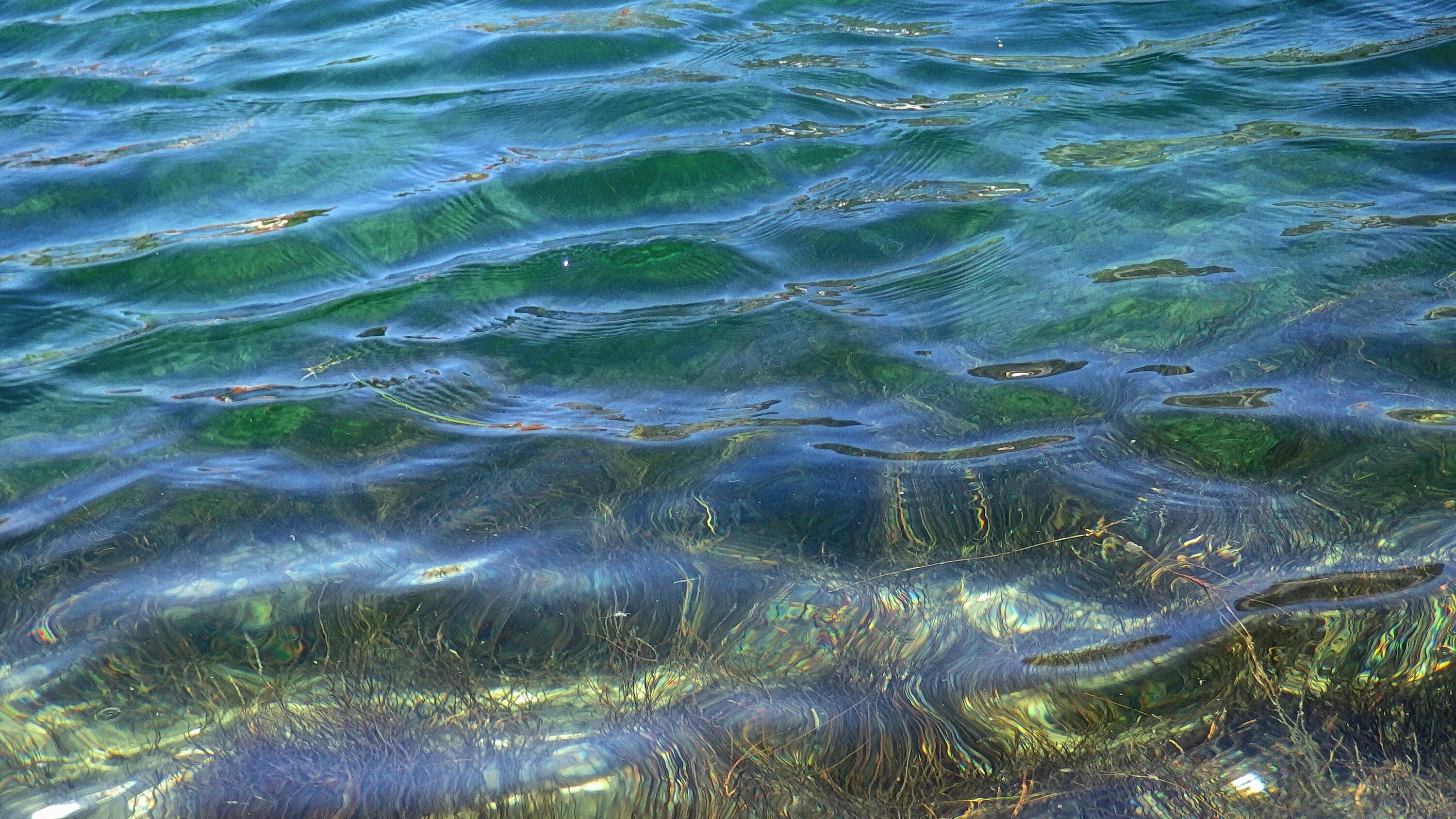 Синезеленые водоросли Волга. Речное дно. Прозрачная вода в реке. Дно реки.