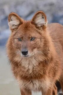 Красные волки в природе