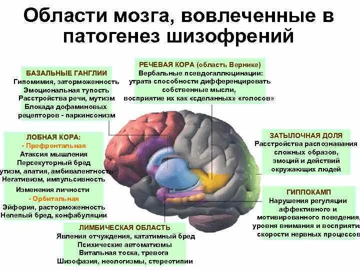 Органические изменения головного. Области мозга. Структура мозга при шизофрении. Головной мозг при шизофрении. Изменения мозга при шизофрении.