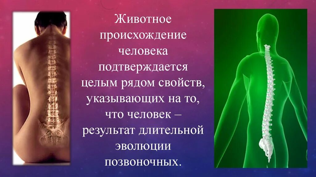 Эволюция позвоночника человека. Стадии эволюции позвоночника человека. В процессе эволюции позвоночника происходило:. Эволюция позвоночника человека за всю историю. В процессе эволюции позвоночник появился у