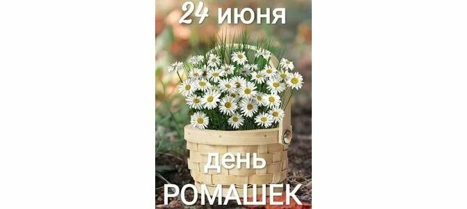 С днём рождения ромашки. Эмблема группы ромашка. День семьи любви и верности ромашка. Надпись день ромашки. Детский сад ромашка.
