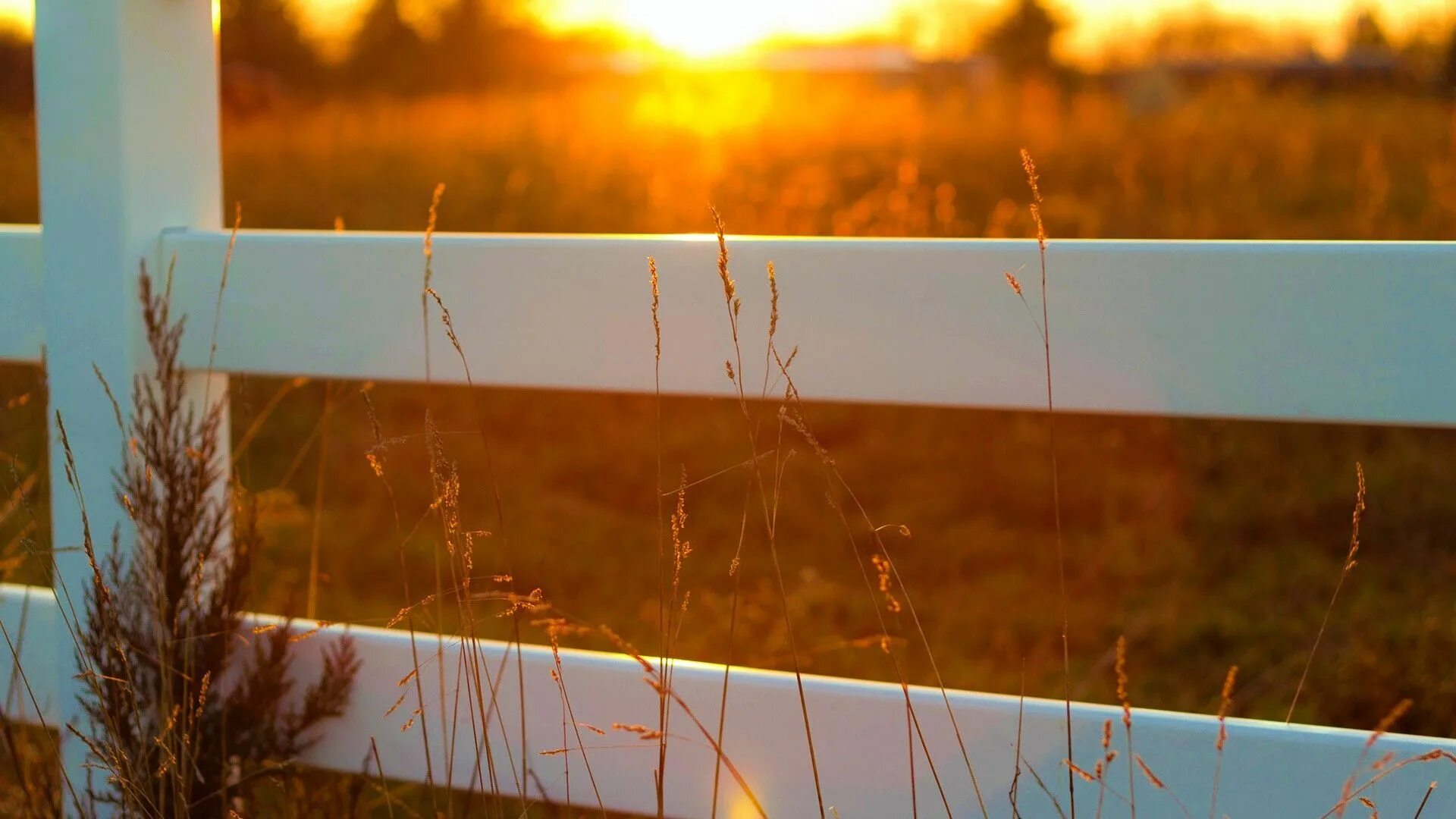 Вдали солнечных лучей. Солнце на заборе. Солнце сквозь забор. Солнечные лучи в заборе. Забор закат красиво.