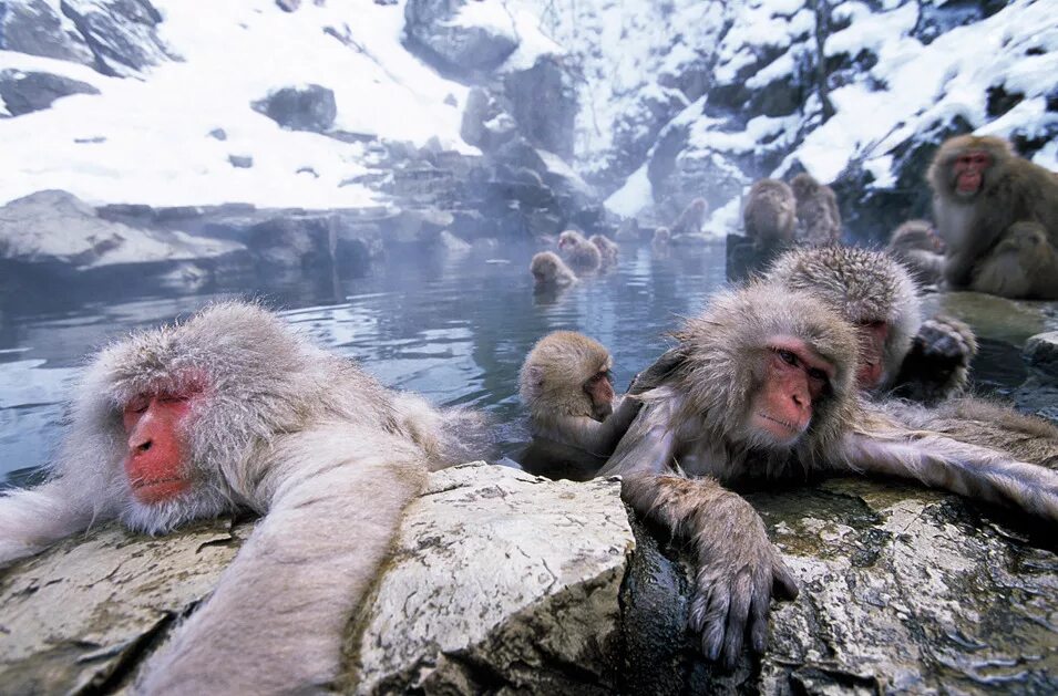 Обезьяна в кипятке. Обезьяны на Хоккайдо. Хоккайдо горячие источники обезьяны. Японские макаки в горячих источниках. Макаки в Японии в термальных источниках.