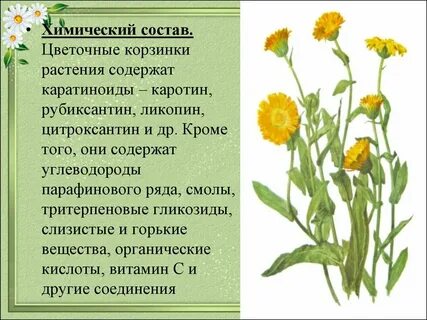 Какое растение обладает