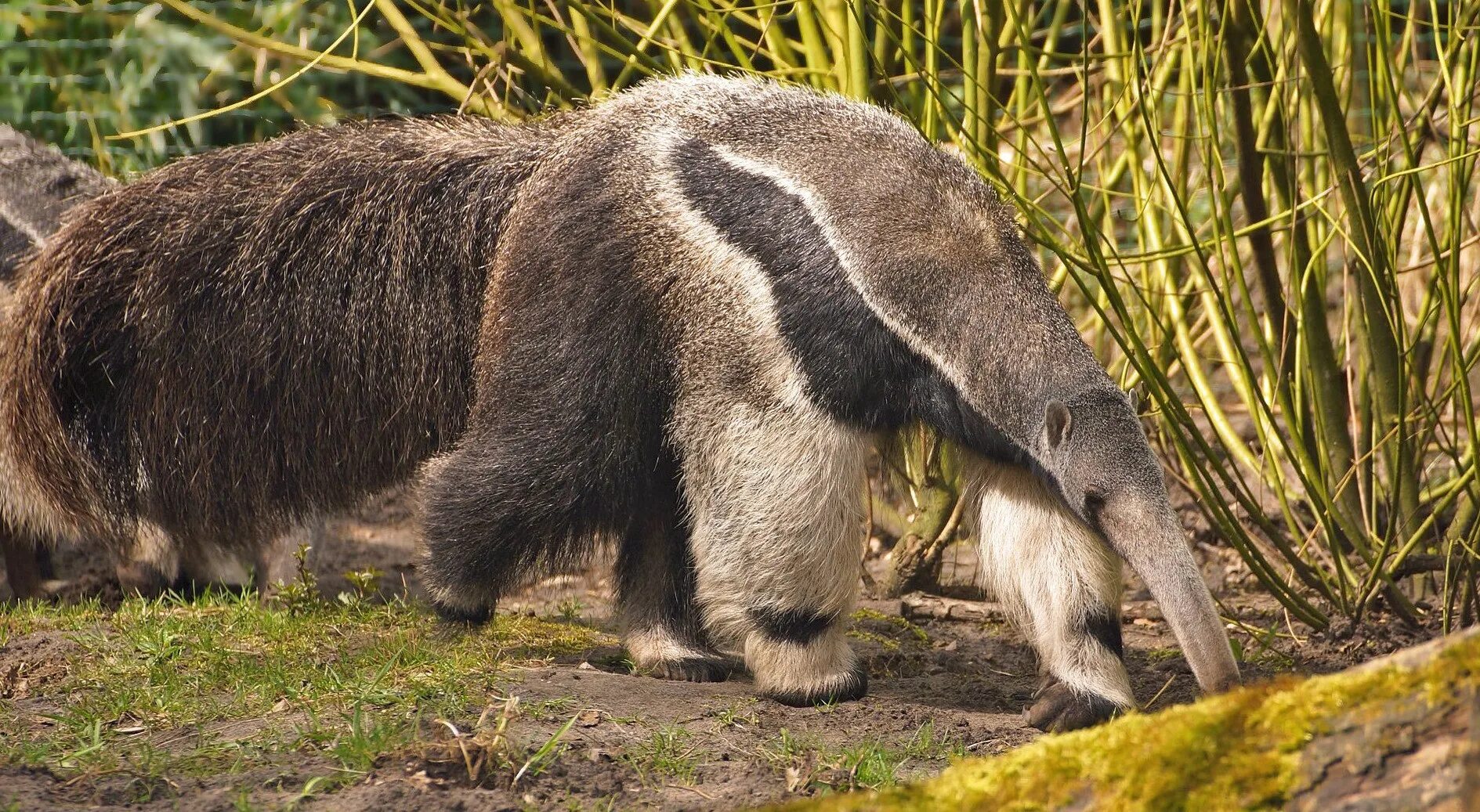 Гигантский муравьед Южной Америки. Giant Anteater. Муравьед в Бразилии. Животные Южной Америки муравьед.