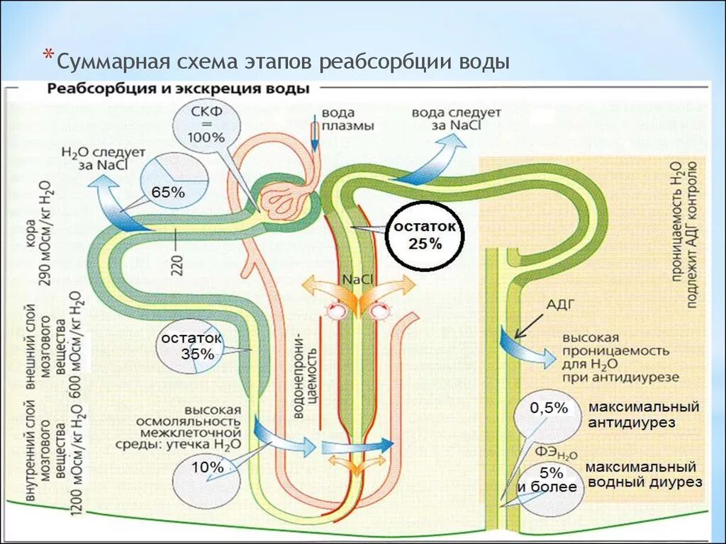 Последовательность движения мочи в организме человека. Нефрон фильтрация и реабсорбция. Реабсорбция Атрия схем а. Схема реабсорбции в нефроне. Канальцы почек реабсорбция.