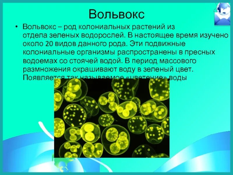 Вольвокс относится к. Колониальные жгутиконосцы вольвокс. Колониальные водоросли вольвокс. Хлорелла и вольвокс. Отдел зеленые водоросли вольвокс.