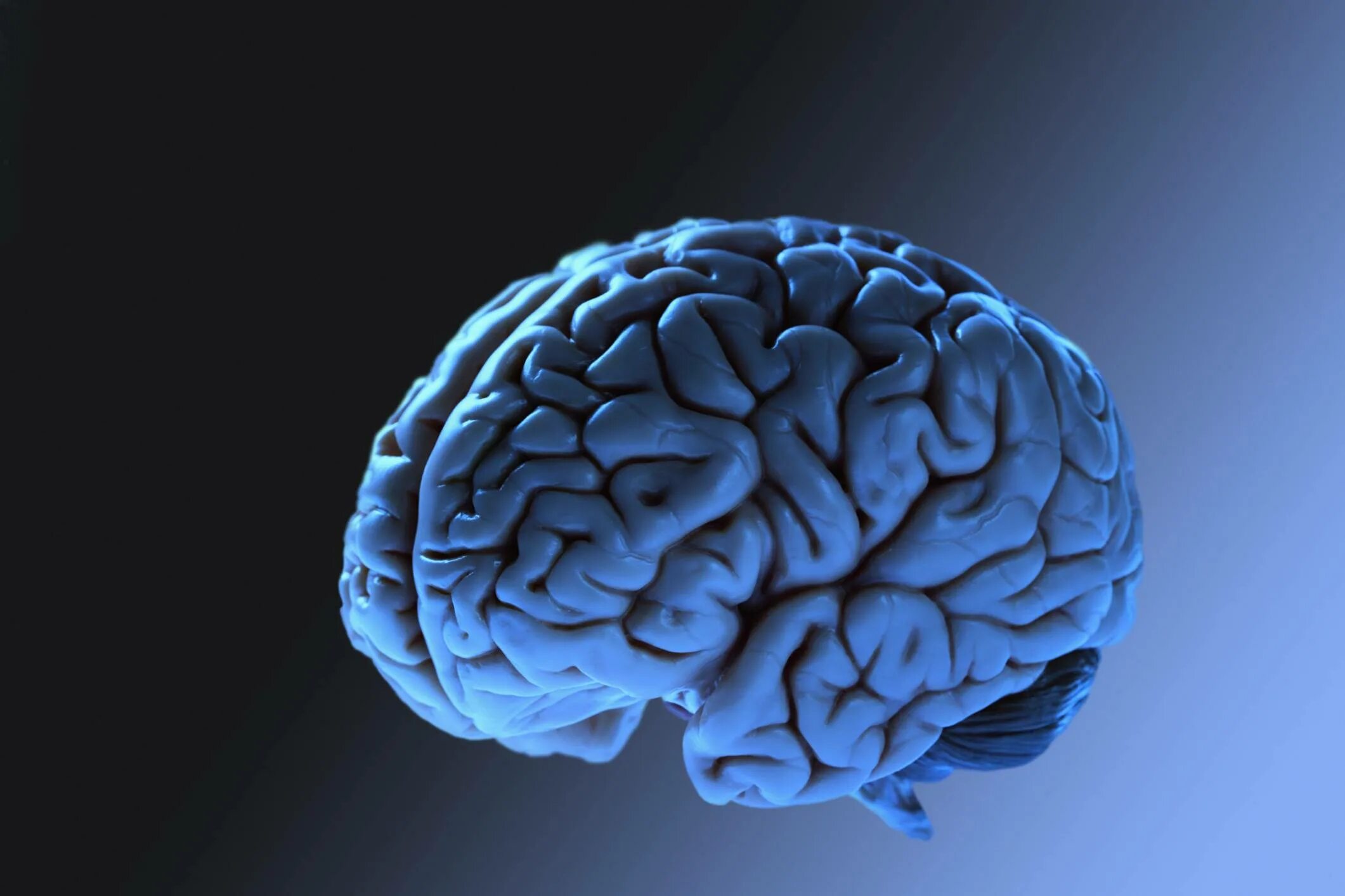 Main brain. Изображение мозга.