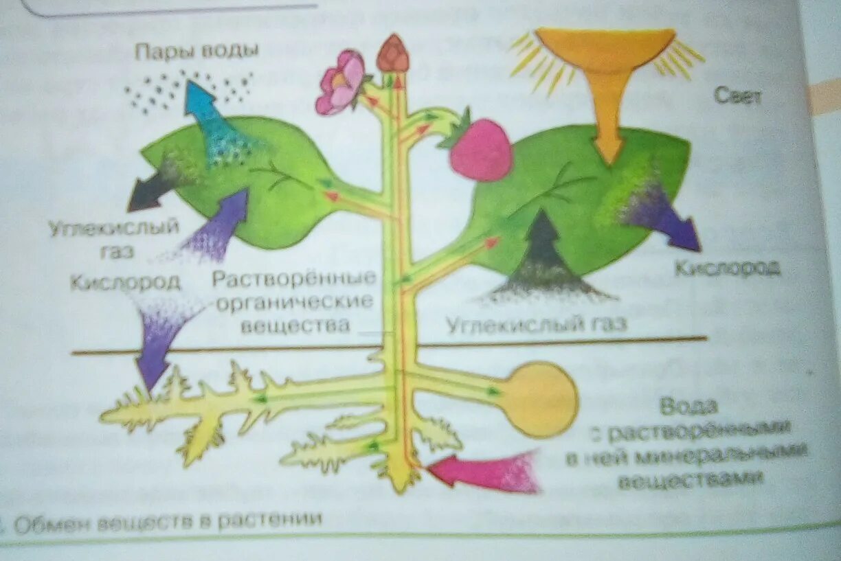 Обмен веществ у растений тест 6 класс. Схема обмен веществ у растений биология 6 класс. Схема обмена веществ у растений. Обмен веществ у растений рисунок. Метаболизм растений.