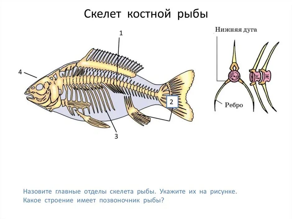 Осевой скелет костистой рыбы. Скелет костной рыбы 7 класс биология. Скелет костистой рыбы окуня. Внутреннее строение костной рыбы скелет.