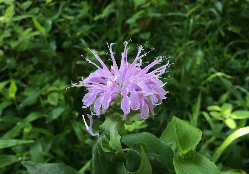 Монарда лимонная бергамот. Monarda fistulosa. Товстолистий бергамот. Монарда вкус бергамота.