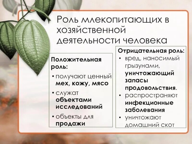 Значение млекопитающих для человека и в природе. Роль млекопитающих в хозяйственной деятельности человека. Значение млекопитающих в хозяйственной деятельности человека. Значение млекопитающих в природе. Роль млекопитающих в природе и жизни человека.