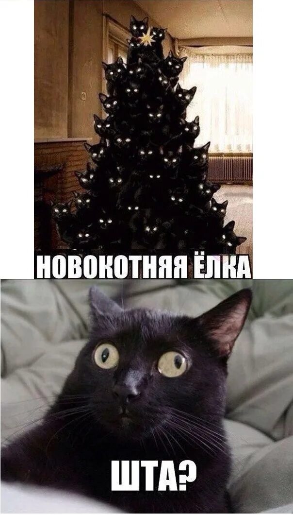 Кот с елкой мем Мем № 1067664 Мем, Джокер