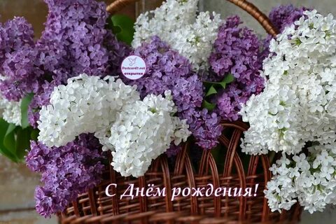 Открытка с днем рождения женщине сирень